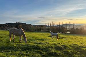 Chevaux vue étang