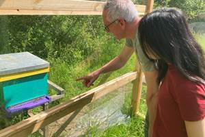 Observation des abeilles au Visio'Ruche