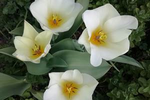 Jardin 8