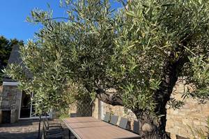 Olivier sur la terrasse
