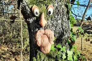 un arbre e´tonnant...