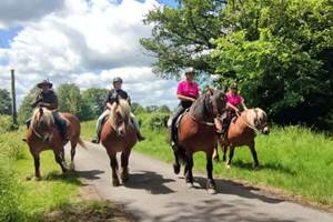 Penelope, Gess, Vérone et Elvis nos braves chevaux Comtois