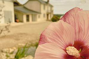 Domaine Laougué - fleur