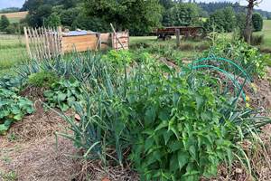 Les terres de la chouette, le potager