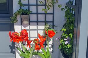 terrasse fleurie