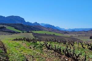 domainelatoupie-chambredhote-roussillon-oenotourisme