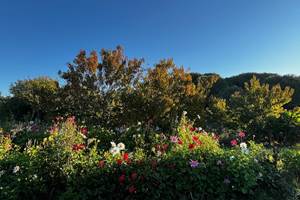 Découverte d'un jardin bio de fleurs comestibles et plantes aromatiques