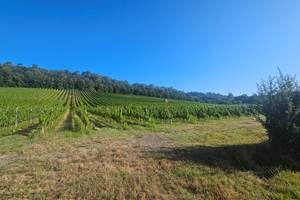 Vignoble-Dordogne-Périgord