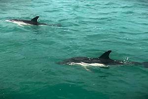 Découverte des dauphins en RANCE maritime