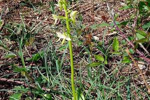 Orchidée  pelouse calcaire