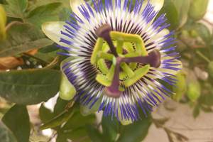 Passiflore