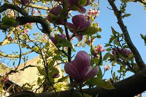 La maison Bizienne Guérande Magnolia centenaire