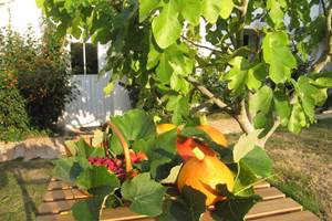 Jardin du haut