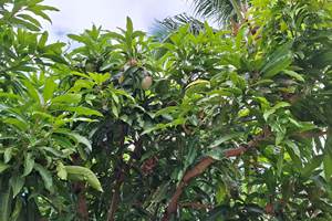 Mangue du jardin
