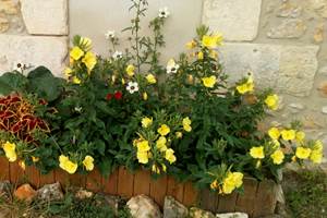 Fleurs de printemps