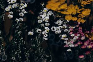 sechage-naturel-fleurs-sechees-terralya
