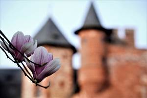 Château de Vassinhac Collonges la rouge les fleurs du jardin