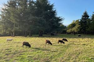 moutons-ecopaturage-parc-baden-maison-vacances-golfe-du-morbihan-nature-bretagne