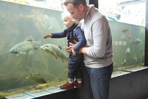 aquariums-poisson-riviere-hotton