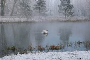 Cygne sous la neige