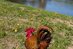 pepito à Castelnaud