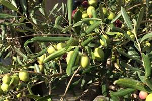 Plein d'olives