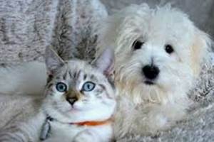 Chien et chat