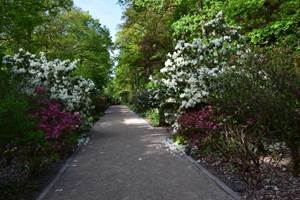 Le jardin de la charmille fleurit de manière spectaculaire en mai