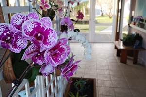Orchidee