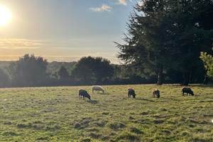 moutons-jardin-bretagne-gite-baden-animaux-nature-vacances-enfants