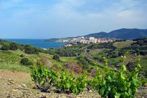 Banyuls-sur-Mer, à 10 minutes de Cerbère