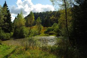 tourbiere dans les vosges