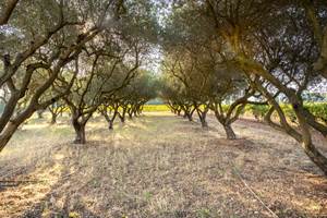 Domaine des Peirecedes-0091