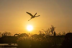 Coucher de soleil sur la Camargue avec vol d’oiseaux au-dessus du canal.