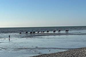 plage sortie balade a cheval