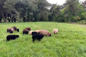 Brebis et agneaux dans le parc