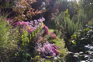 Une allée du jardin