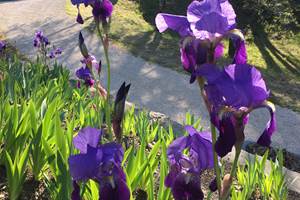 Nature préservée et iris