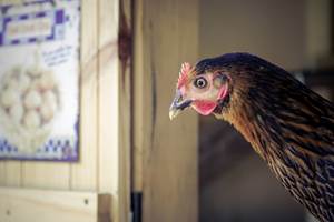 0009_cocody-011 copie