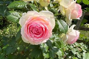 roses anciennes
