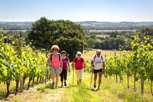 randonnée dans les vignes©PMeyer (4)
