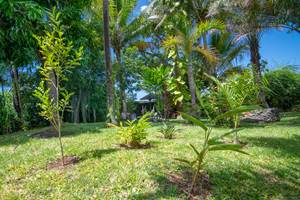 Jardin arboré et végétalisé
