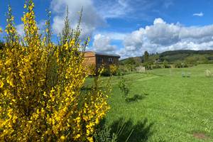 Les terres de la chouette, les genêts du mois de mai