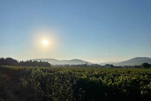 Au dessus des vignes
