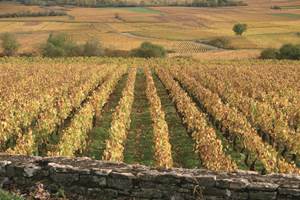 Automne dans les vignes de Meursault