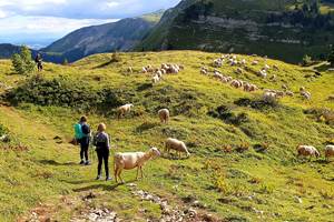 En randonnéee au milieu des moutons et des patous au Col de la Faucille