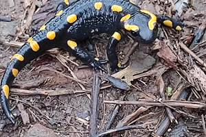 Salamandre vivant au Mas