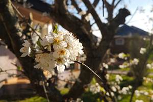 fleur de prune du jardin