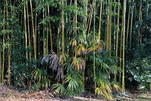 La forêt de bambou