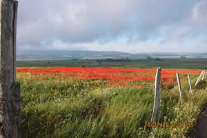 coquelicot